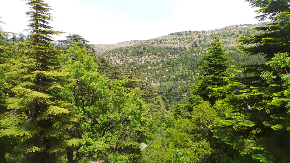 Ehden